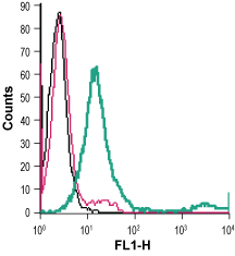 Anti-D2 Dopamine Receptor (extracellular)-FITC Antibody