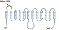 Anti-GLUT3 (extracellular) Antibody