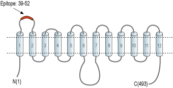Anti-GLUT3 (extracellular) Antibody