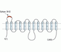 GLUT3 (extracellular) Blocking Peptide
