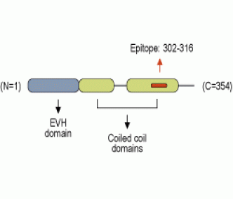 Homer2 Blocking Peptide