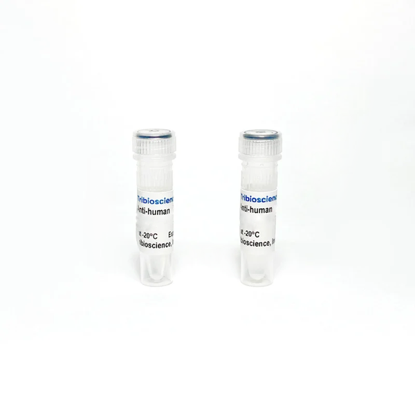 Anti-Human CD19 Mouse Monoclonal Antibody – Figure 1 of 1