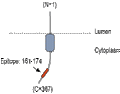 Anti-RIC3 Antibody