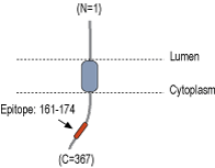 Anti-RIC3 Antibody