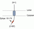 RIC3 Blocking Peptide