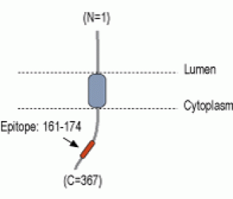 RIC3 Blocking Peptide