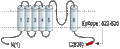 Anti-TRPC3-ATTO Fluor-594 Antibody