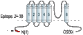 Guinea pig Anti-TRPC6 Antibody