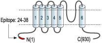 Guinea pig Anti-TRPC6 Antibody