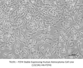 P2Y4 Stable Expressing Human Astrocytoma Cell Line (1321N1-HA-P2Y4) – Figure 1 of 1