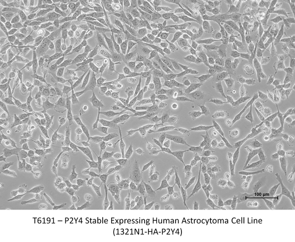 P2Y4 Stable Expressing Human Astrocytoma Cell Line (1321N1-HA-P2Y4) – Figure 1 of 1