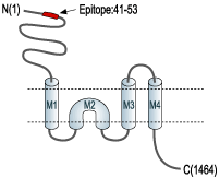 Anti-NMDAR2A (GluN2A) (extracellular)-ATTO Fluor-488 Antibody