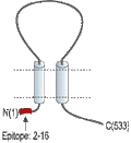 Guinea pig Anti-ASIC3 Antibody