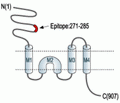 GluR1/GluA1 (extracellular) Blocking Peptide