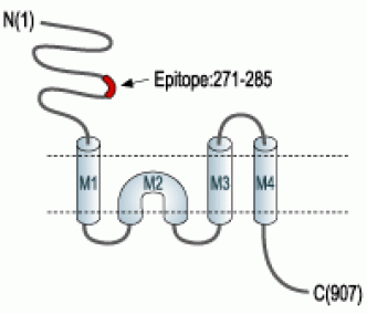 GluR1/GluA1 (extracellular) Blocking Peptide
