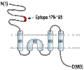 Anti-GluR2 (GluA2) (extracellular)-ATTO Fluor-488 Antibody