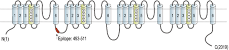 Guinea pig Anti-NaV1.5 (SCN5A) Antibody