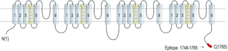 Guinea pig Anti-SCN11A (NaV1.9) Antibody
