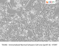 Immortalized Normal Schwann Cell Line (ipn97.4) - hTERT | Applied Biological Materials (abm)