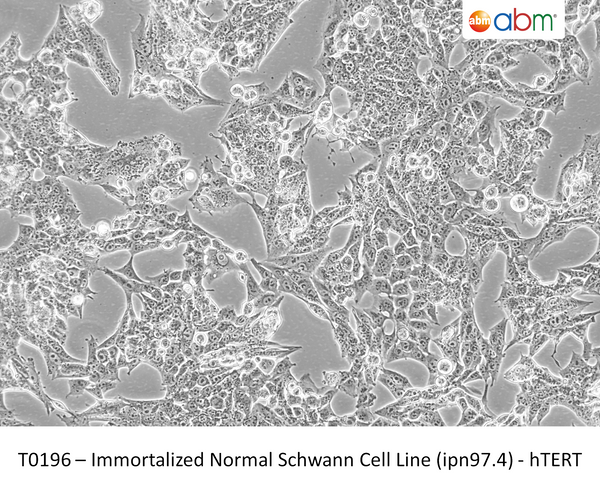 Immortalized Normal Schwann Cell Line (ipn97.4) - hTERT | Applied Biological Materials (abm)