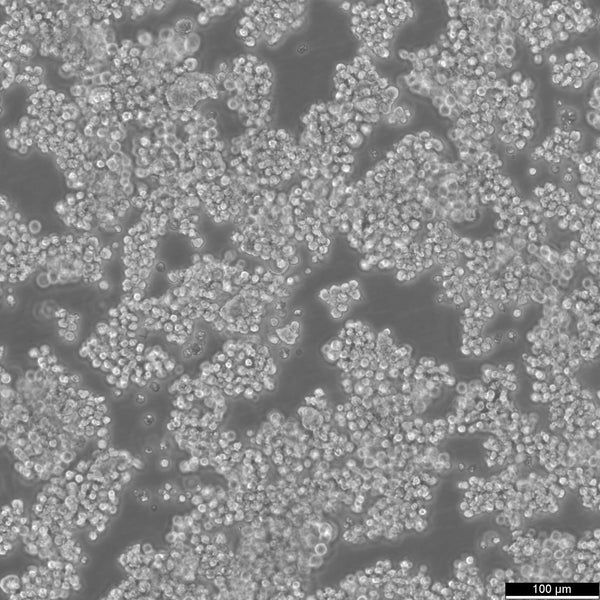 AtT-20 cell