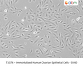 Immortalized Human Ovarian Epithelial Cells - SV40 – Figure 1 of 1