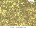 CCJ-25T4 Cell Line | Applied Biological Materials (abm)