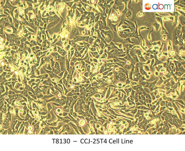 CCJ-25T4 Cell Line | Applied Biological Materials (abm)