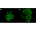 α-Bungarotoxin-ATTO Fluor-488