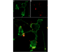 α-Bungarotoxin-ATTO Fluor-647N