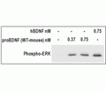 Recombinant mouse proBDNF protein