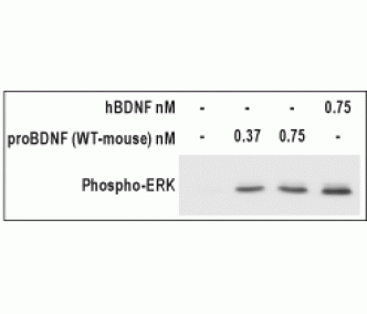 Recombinant mouse proBDNF protein