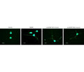 Recombinant mouse proBDNF (cleavage resistant) protein