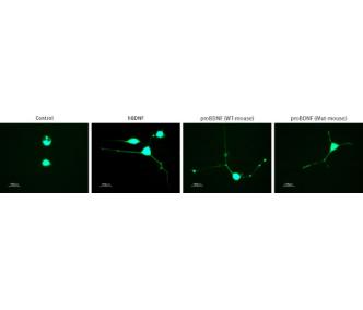 Recombinant mouse proBDNF (cleavage resistant) protein