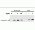 human BDNF-Biotin