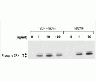 human BDNF-Biotin