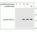 human proBDNF-Biotin