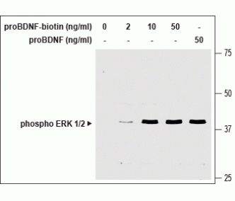 human proBDNF-Biotin