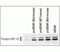 Recombinant human proBDNF (cleavage resistant) protein