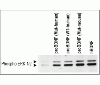 Recombinant human proBDNF (cleavage resistant) protein