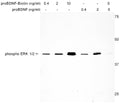 human proBDNF-Biotin – Figure 1 of 2