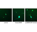 Recombinant human proBDNF protein