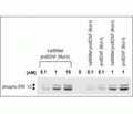 Recombinant human Val66Met proBDNF (cleavage resistant) protein