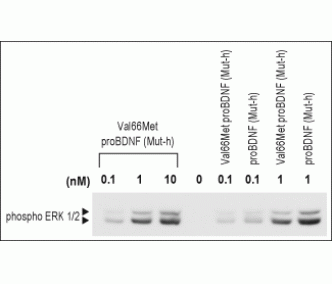 Recombinant human Val66Met proBDNF (cleavage resistant) protein