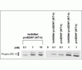 Recombinant human Val66Met proBDNF protein