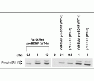 Recombinant human Val66Met proBDNF protein