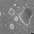 B-LCL-CDG7 cell