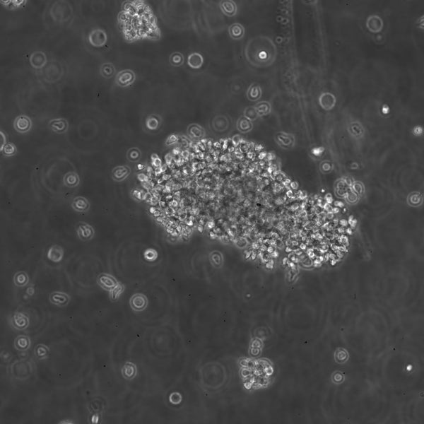B-LCL-HROG04 cell