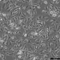 B16-F0 cell