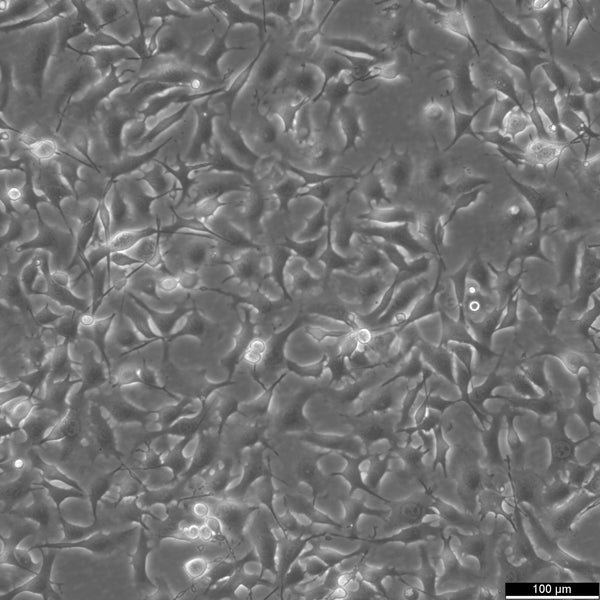 B16-F0 cell